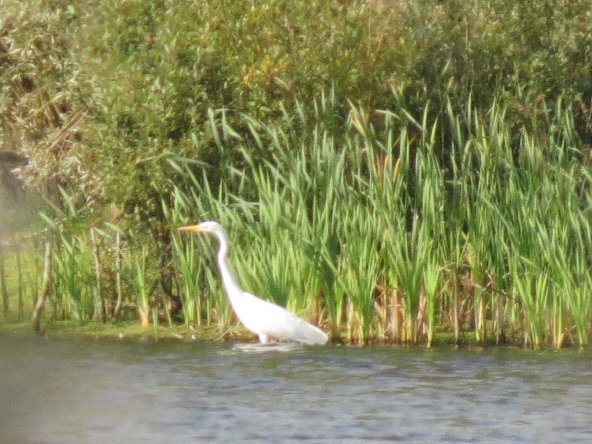 Great Egret - ML310161681