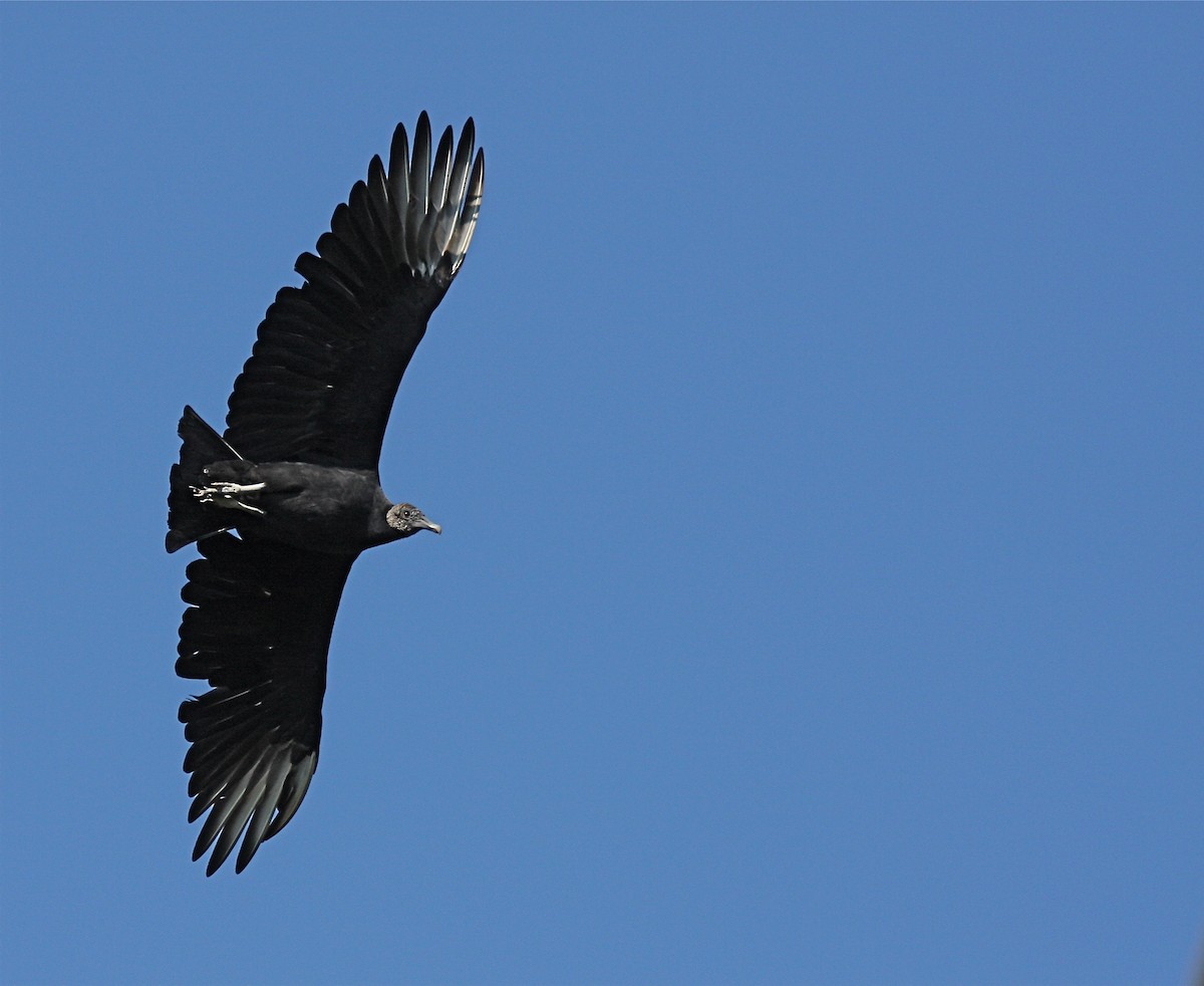 Black Vulture - Tom Amico