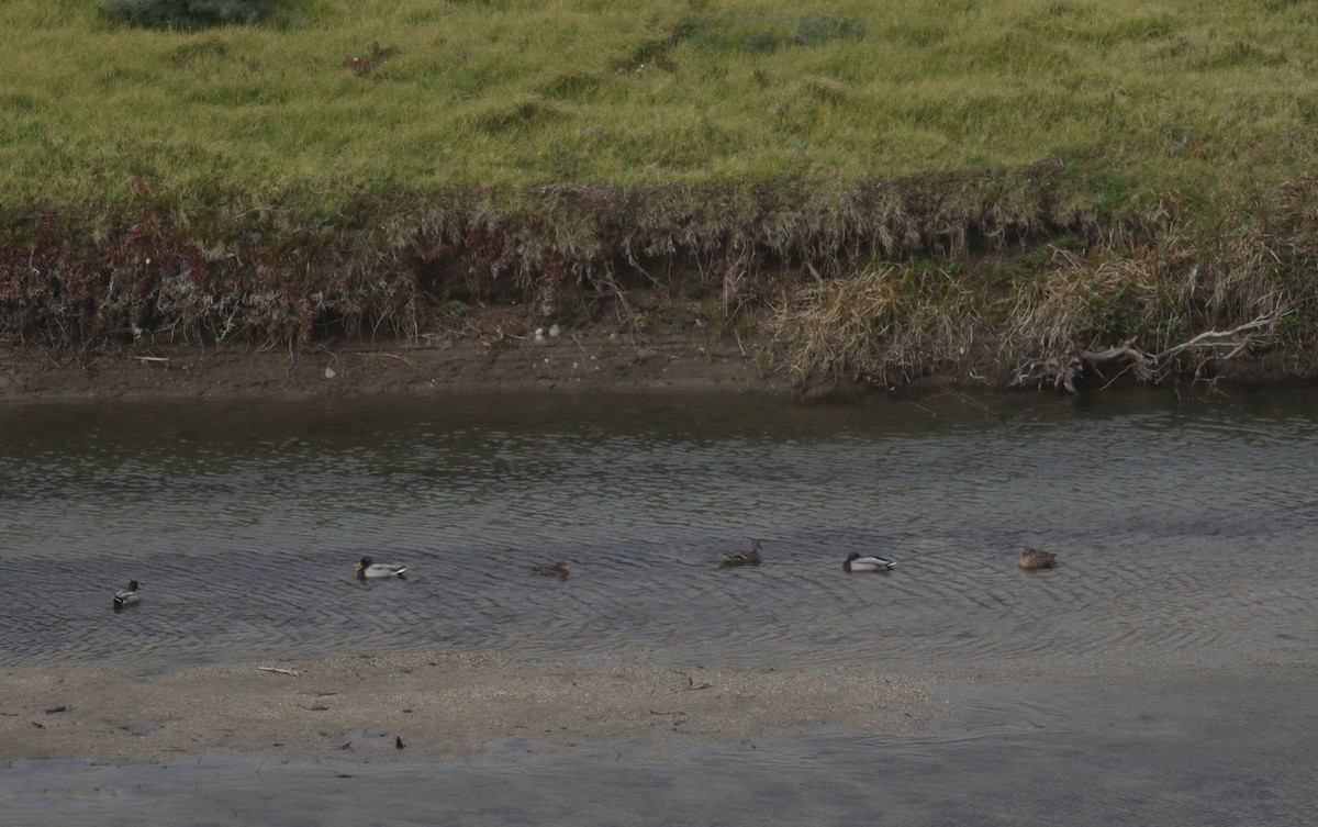 Hooded Merganser - ML310162201