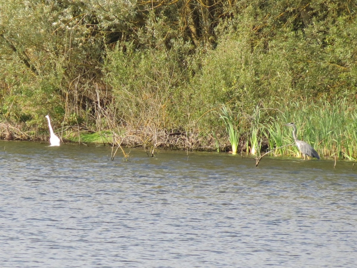 Gray Heron - ML310162271