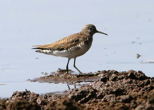 Solitary Sandpiper - ML31016571