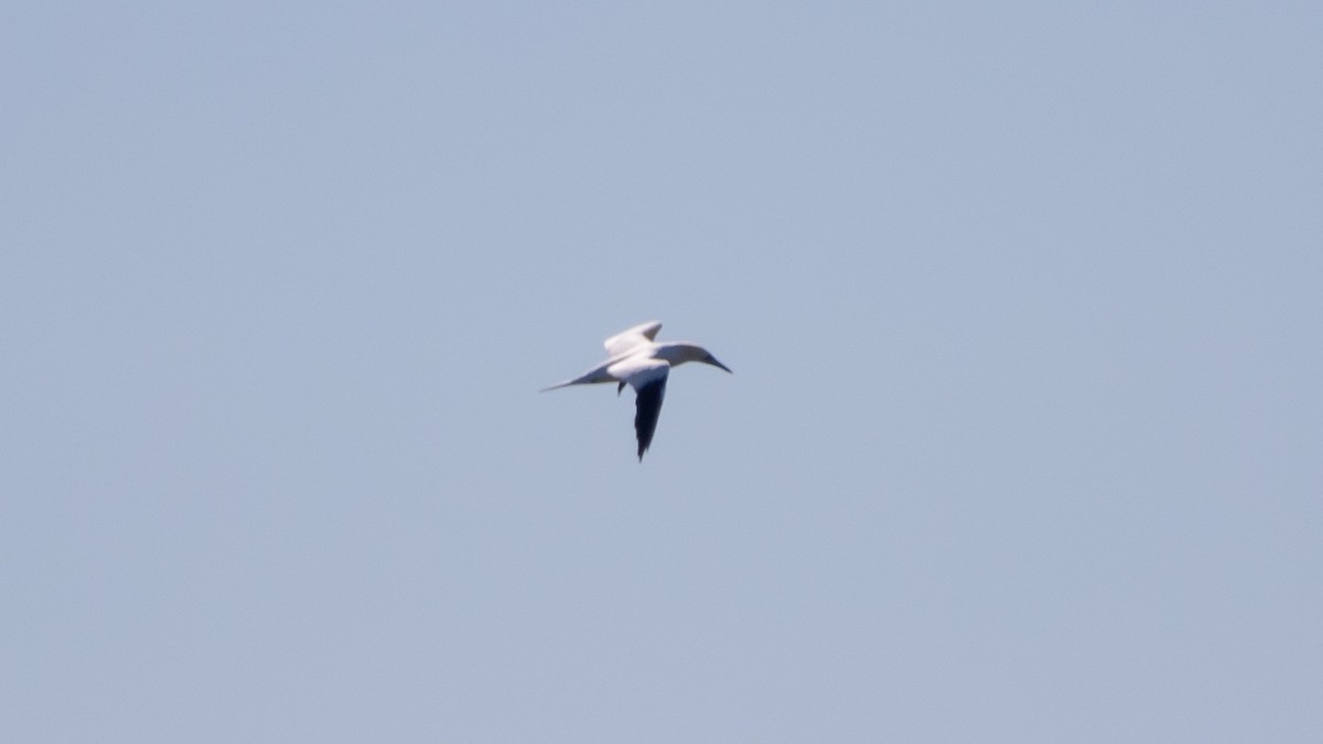 Northern Gannet - ML310166111