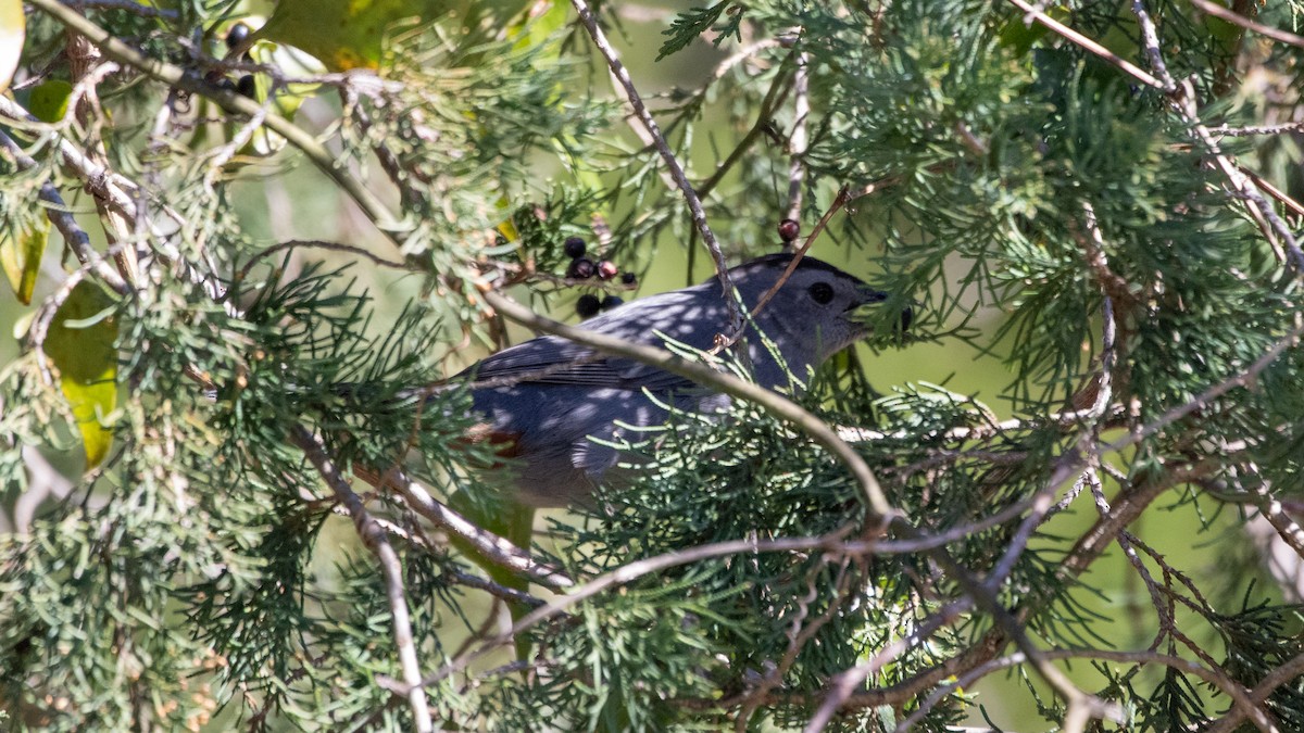 Gray Catbird - ML310166281