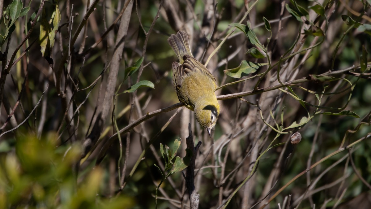 buskparula - ML310166341