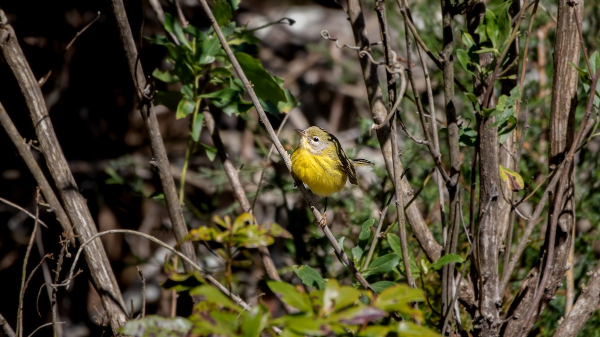 buskparula - ML310166391