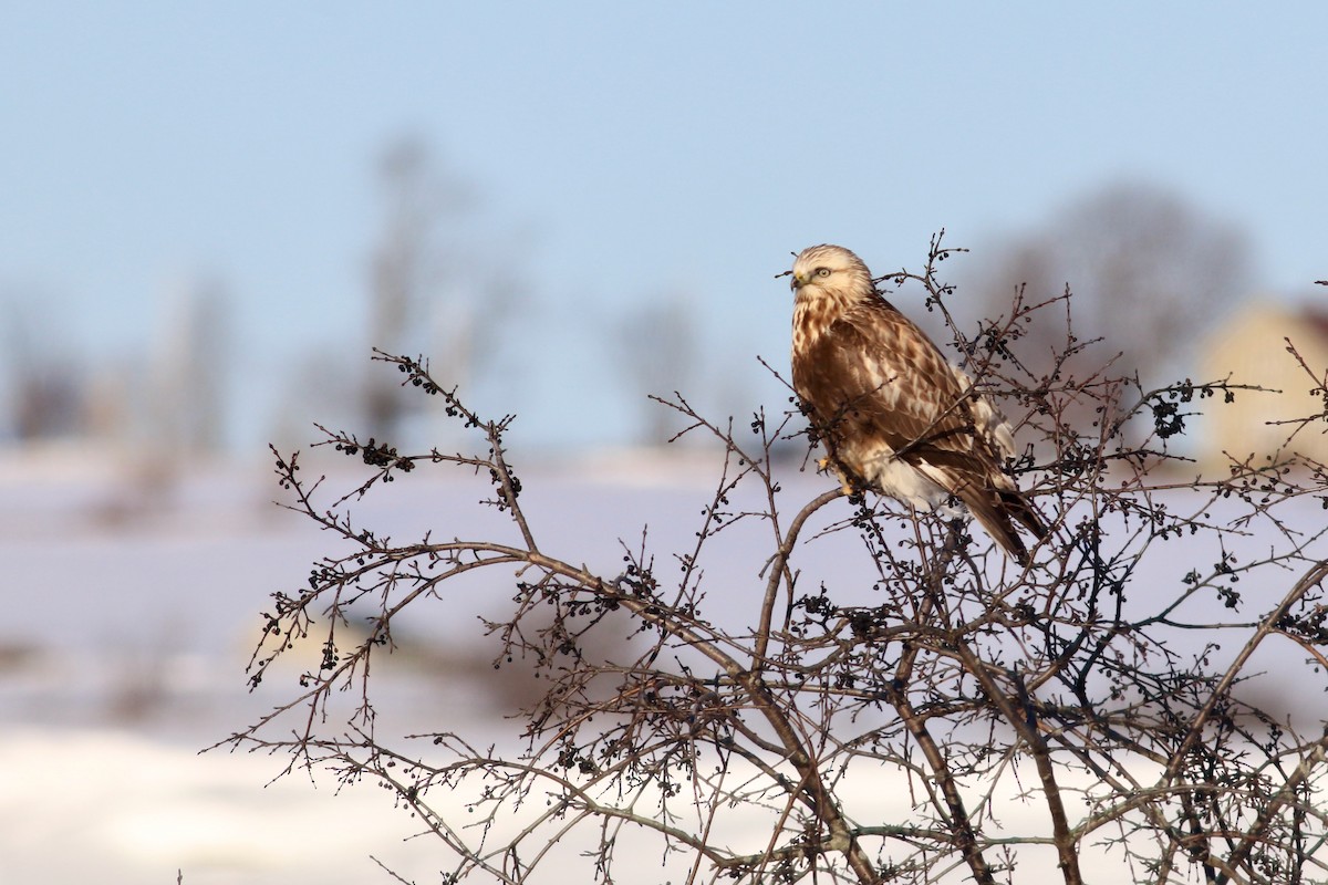 Rough-legged Hawk - George Forsyth