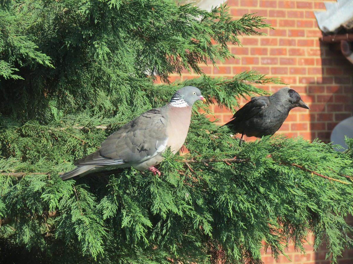 Common Wood-Pigeon - ML310167381