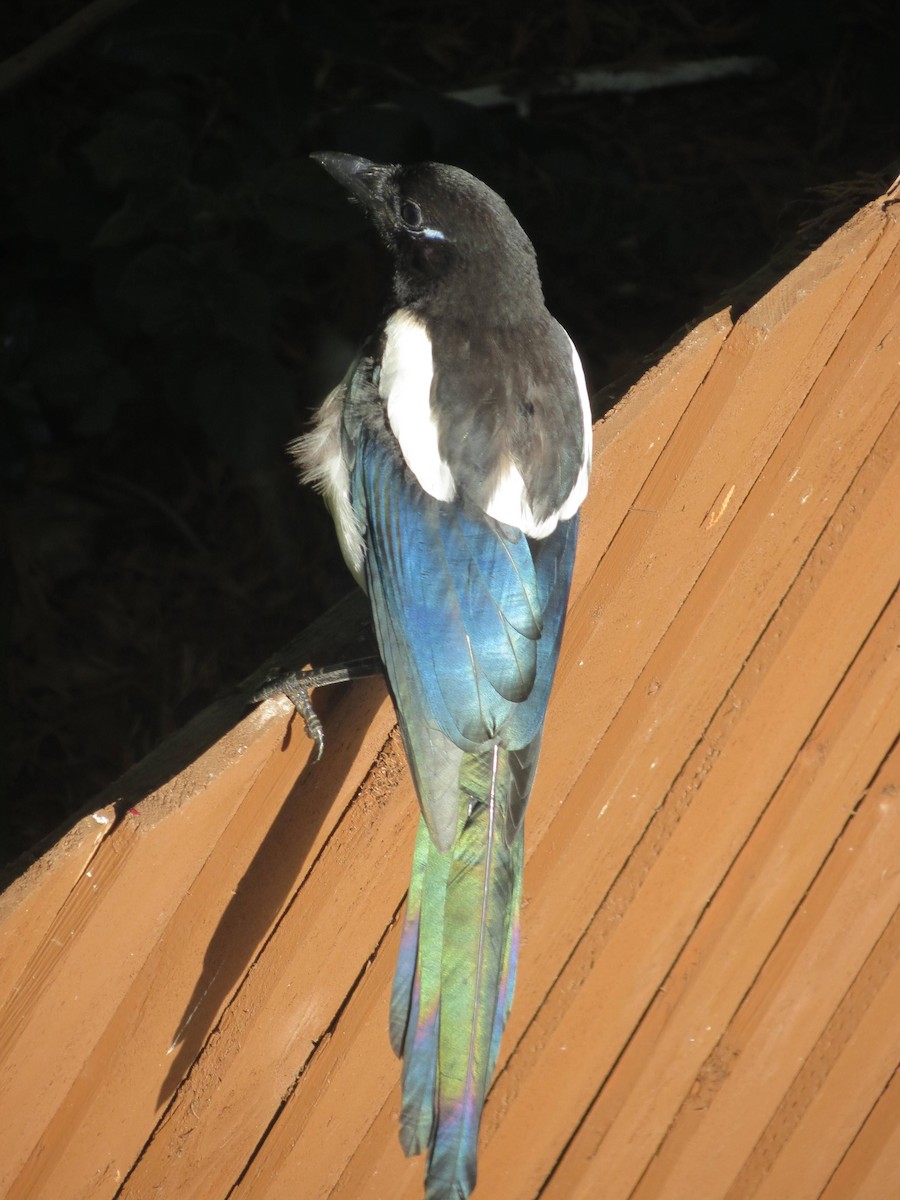 Eurasian Magpie - ML310167431