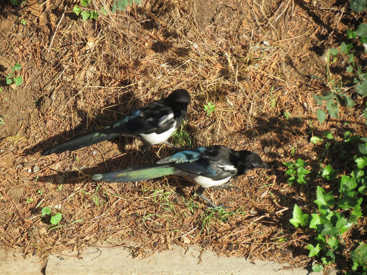 straka obecná - ML310167451