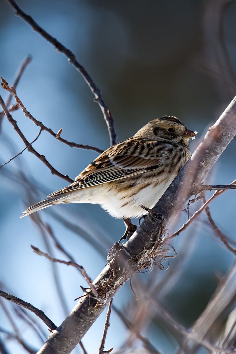 Lapland Longspur - Donald Dixon