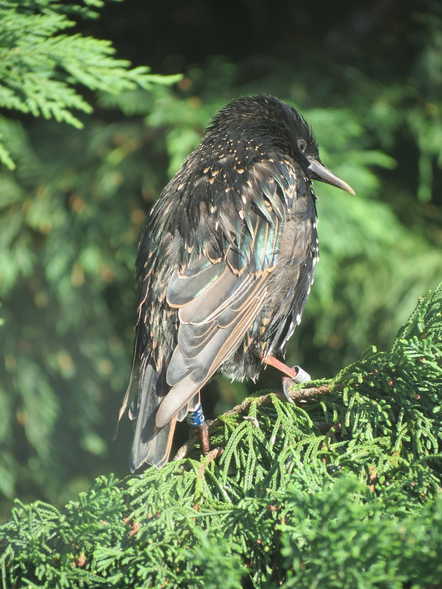 špaček obecný - ML310167581