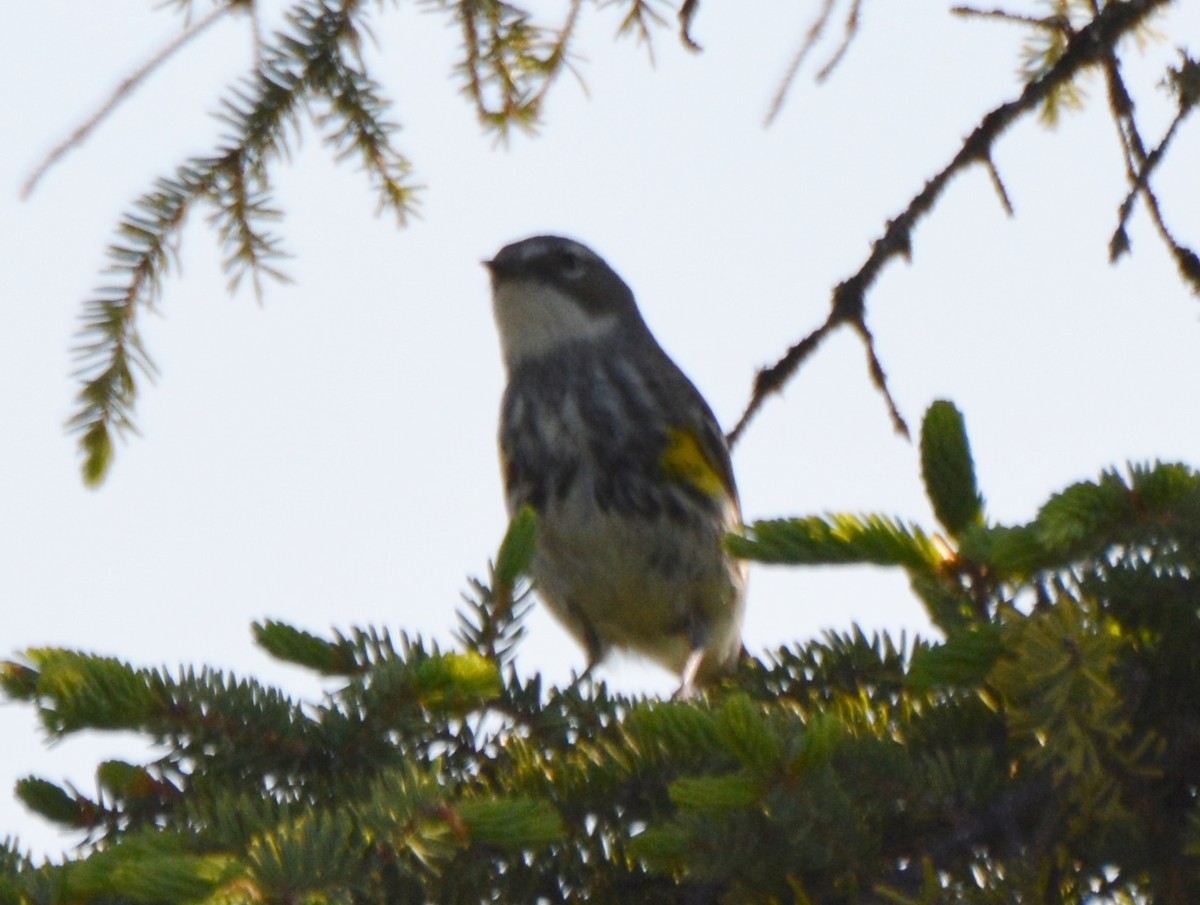 Reinita Coronada (coronata) - ML31016891