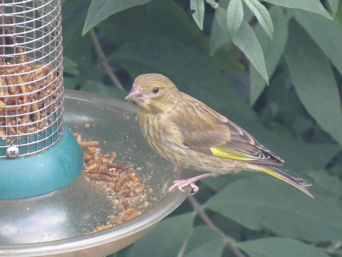 European Greenfinch - ML310170171