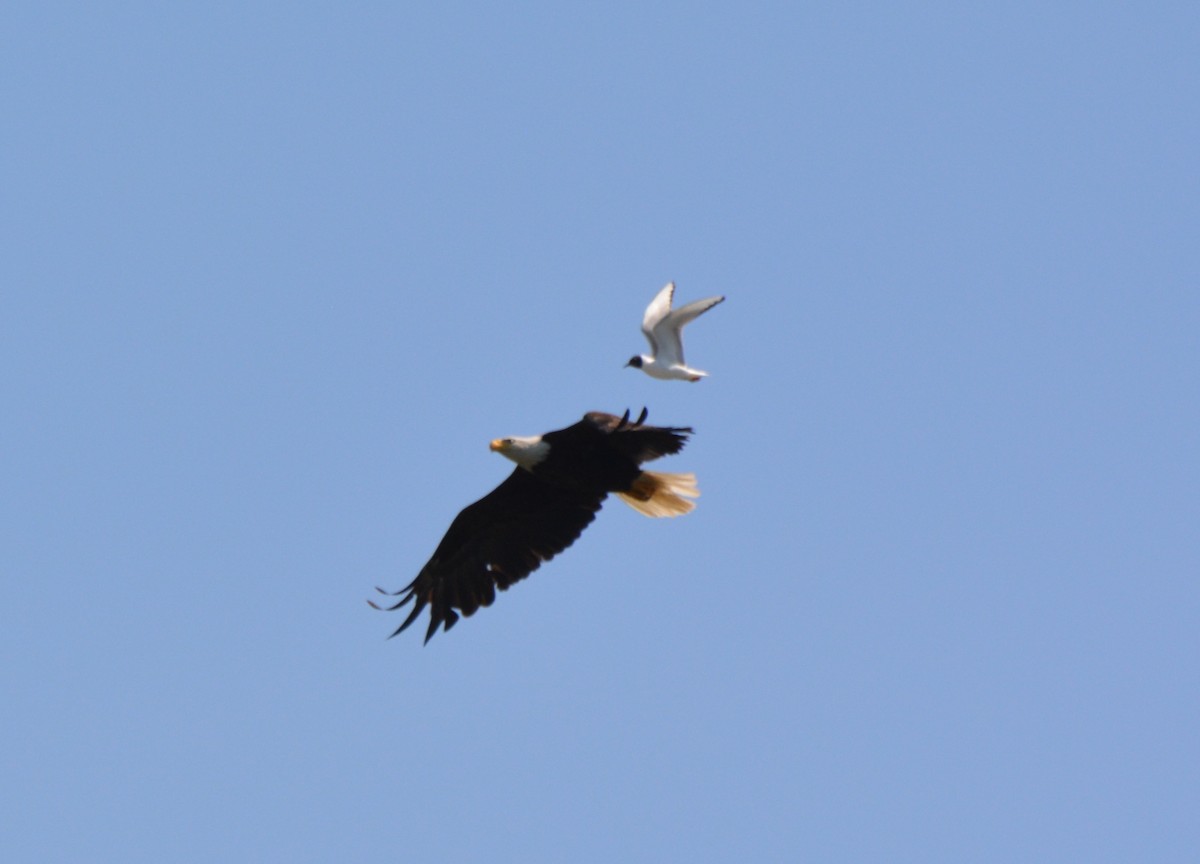 Gaviota de Bonaparte - ML31017121