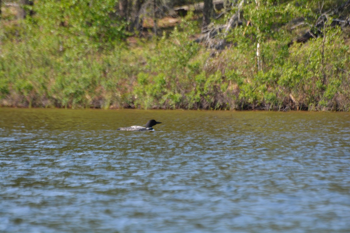 Plongeon huard - ML31017301