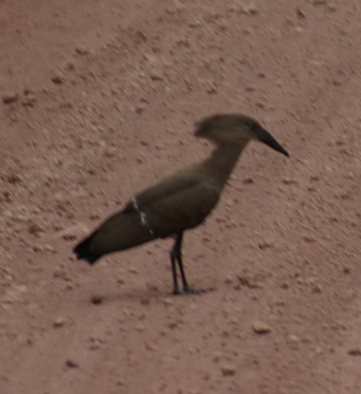 Hamerkop - Helen Butts