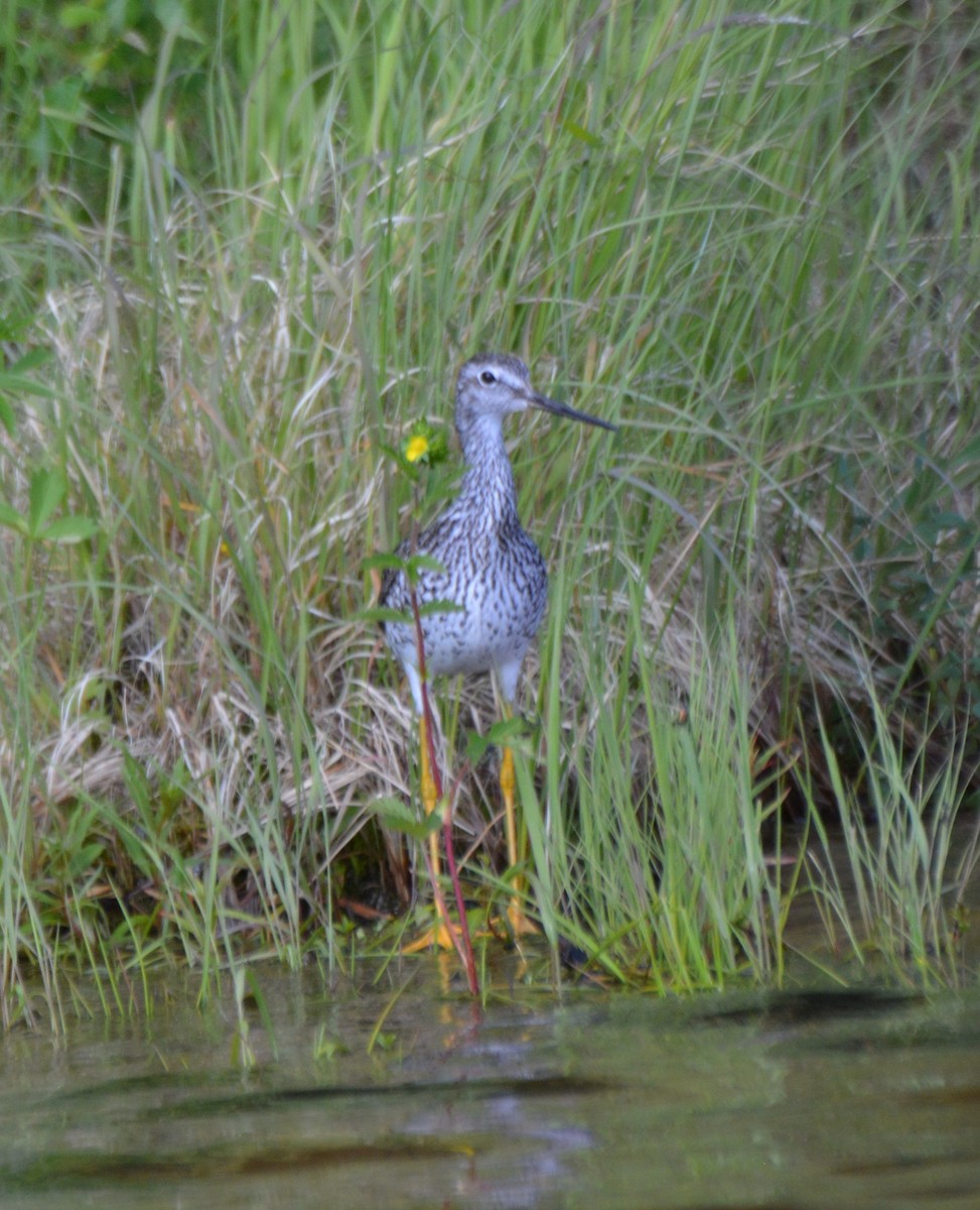 Greater Yellowlegs - ML31017411