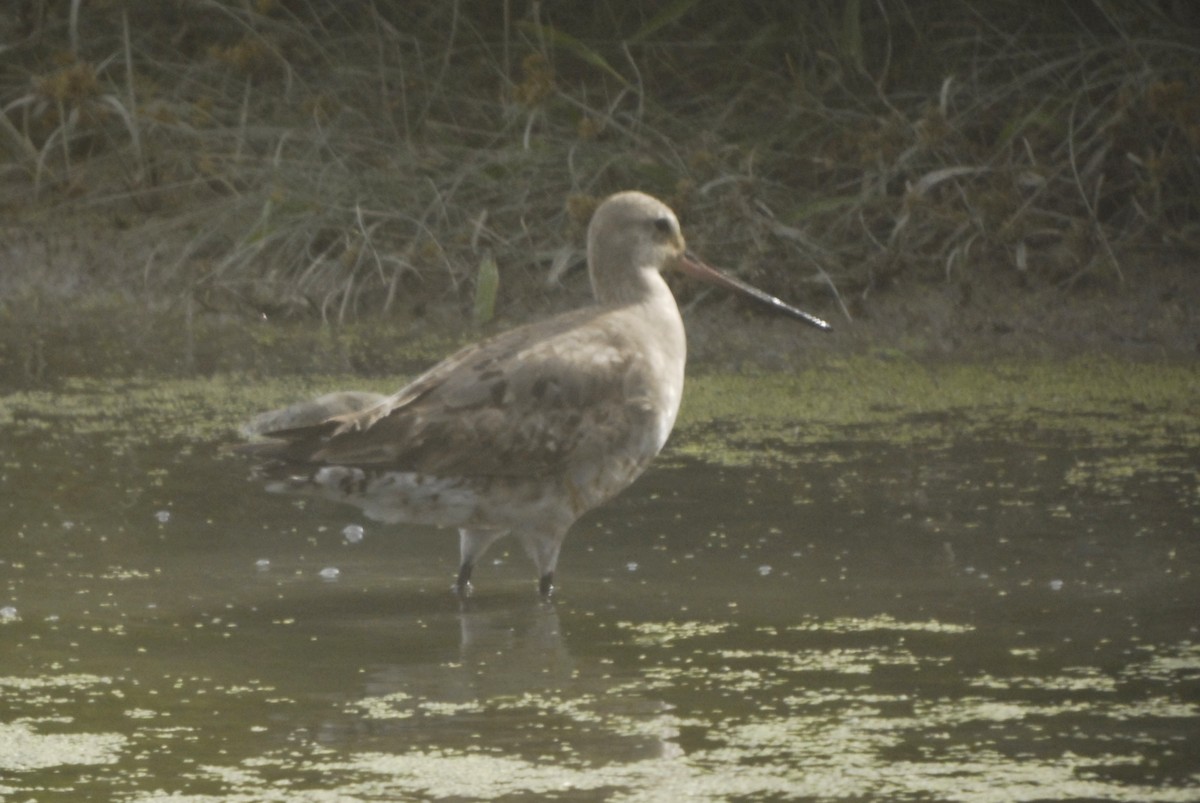 Hudsonian Godwit - ML310174831