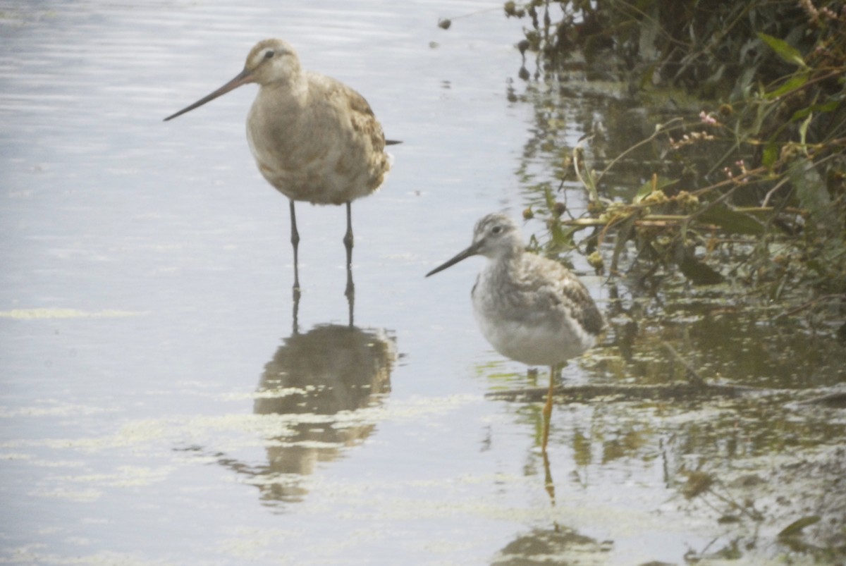 Hudsonian Godwit - ML310174841