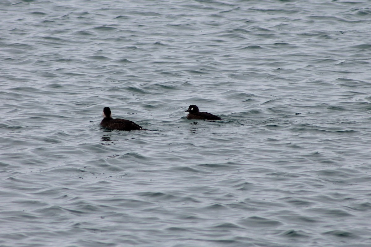 Harlequin Duck - ML310175031