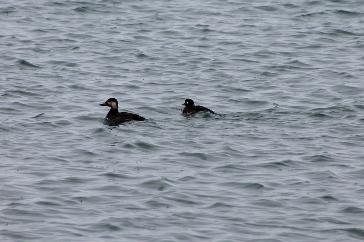 Harlequin Duck - ML310175061