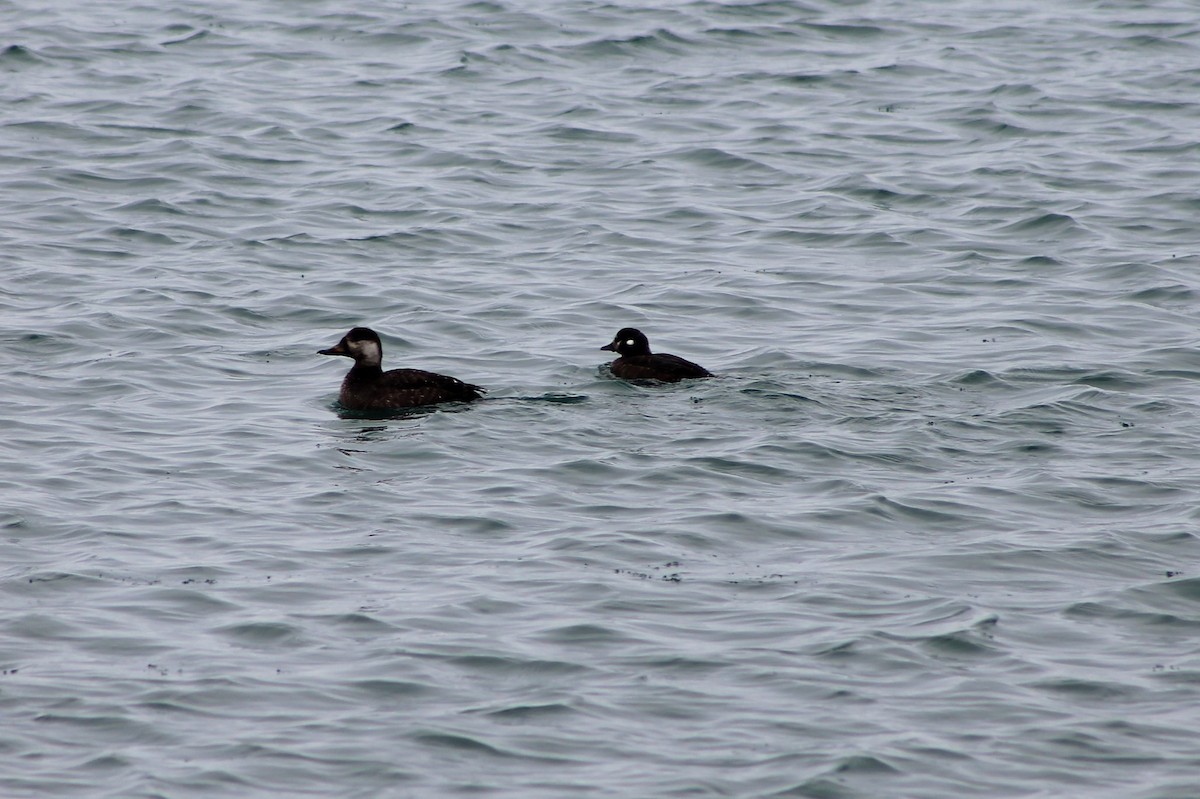 Harlequin Duck - ML310175101