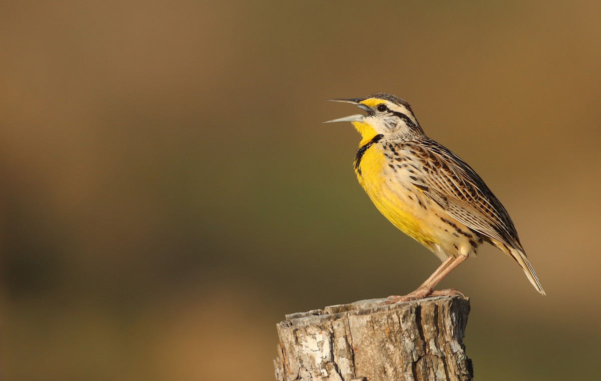 Chihuahuan Meadowlark - Luke Seitz