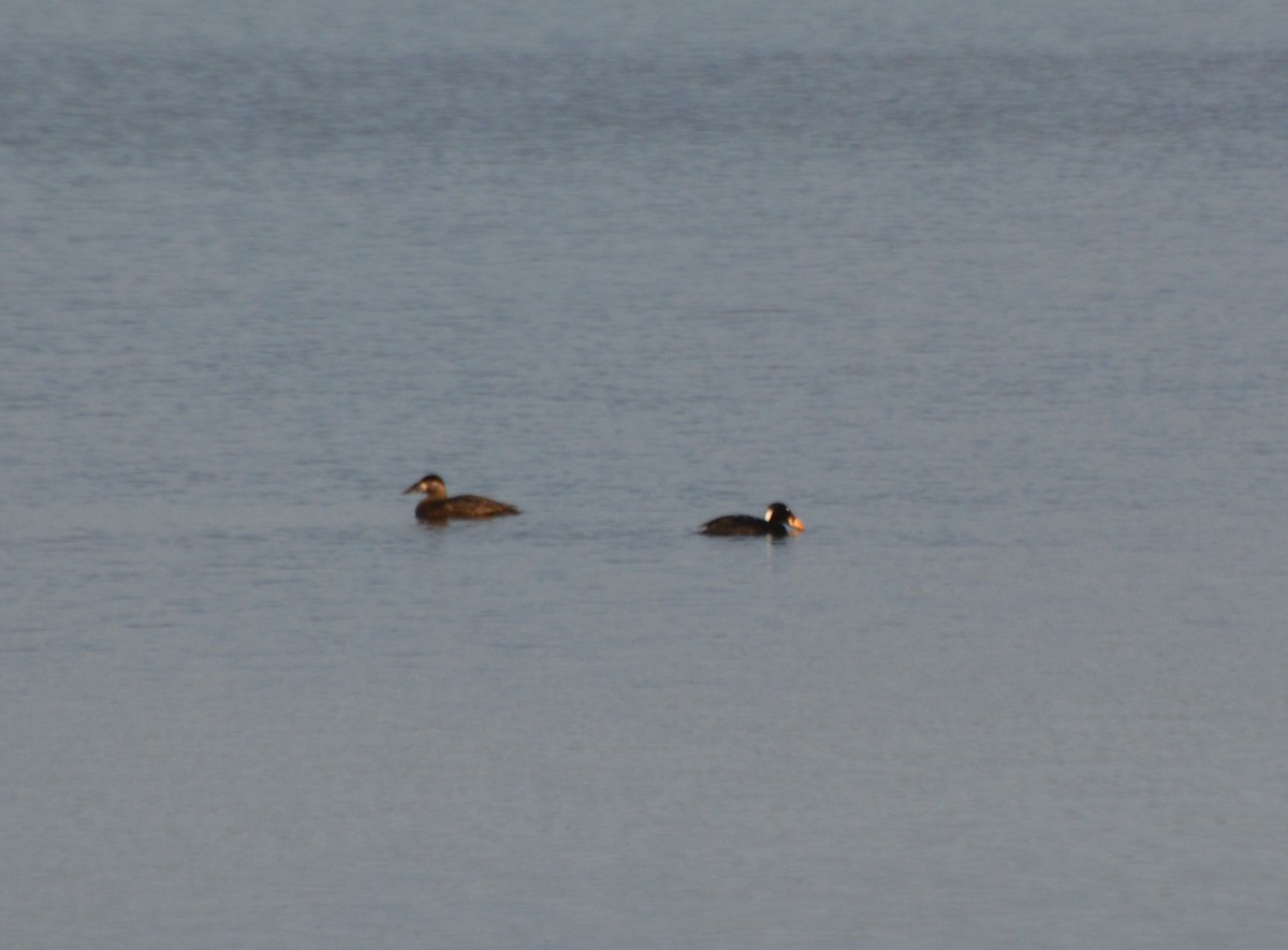 Surf Scoter - ML31017691