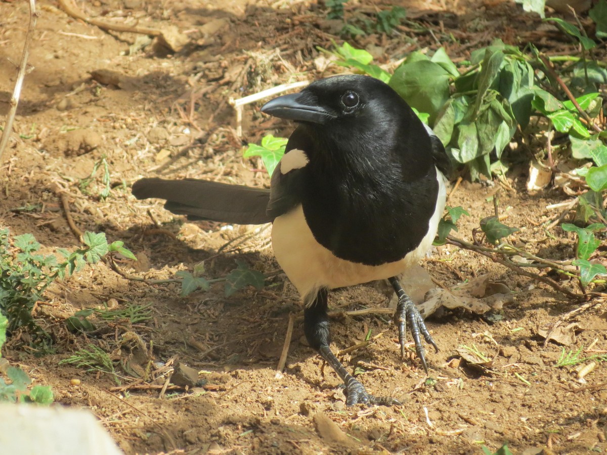 straka obecná - ML310177181