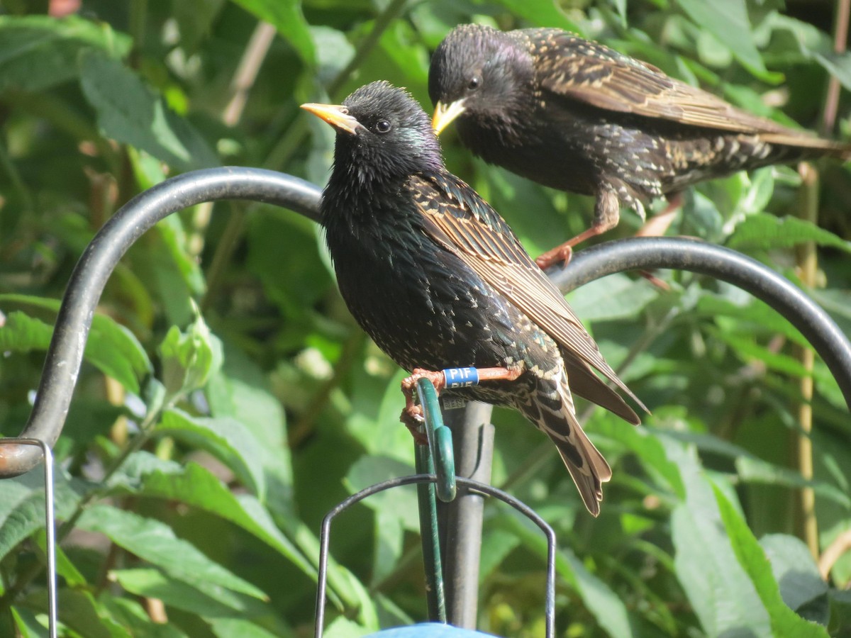 European Starling - ML310177281