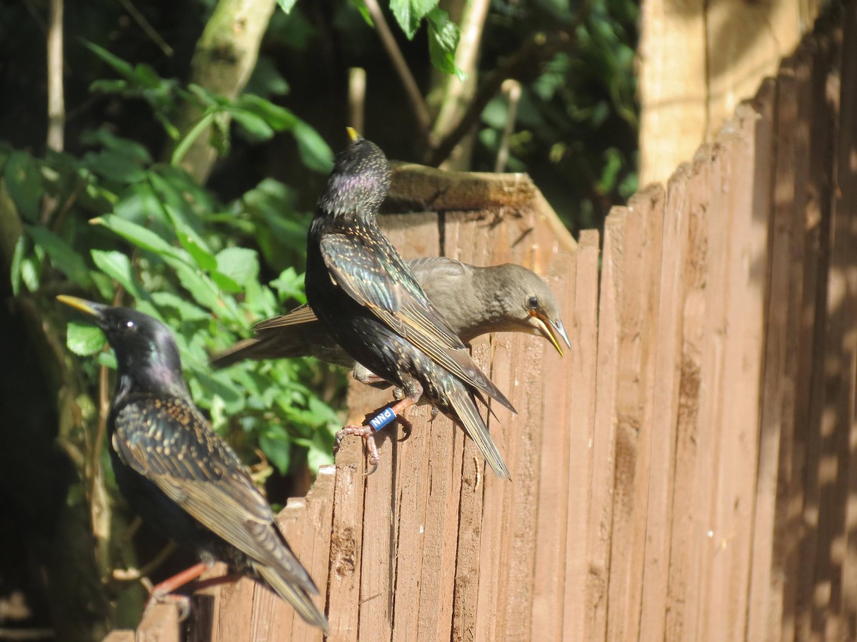 European Starling - ML310177291