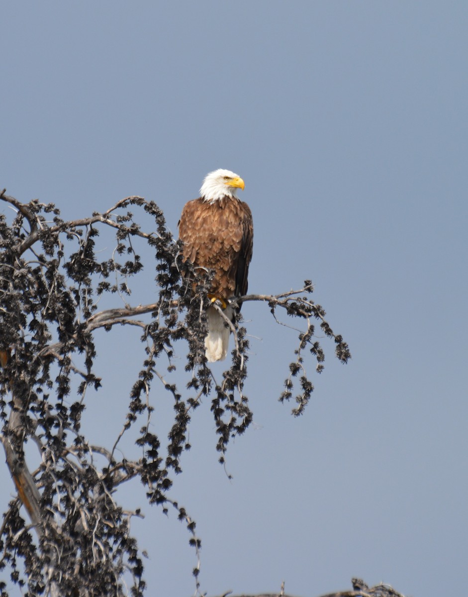 Weißkopf-Seeadler - ML31017741