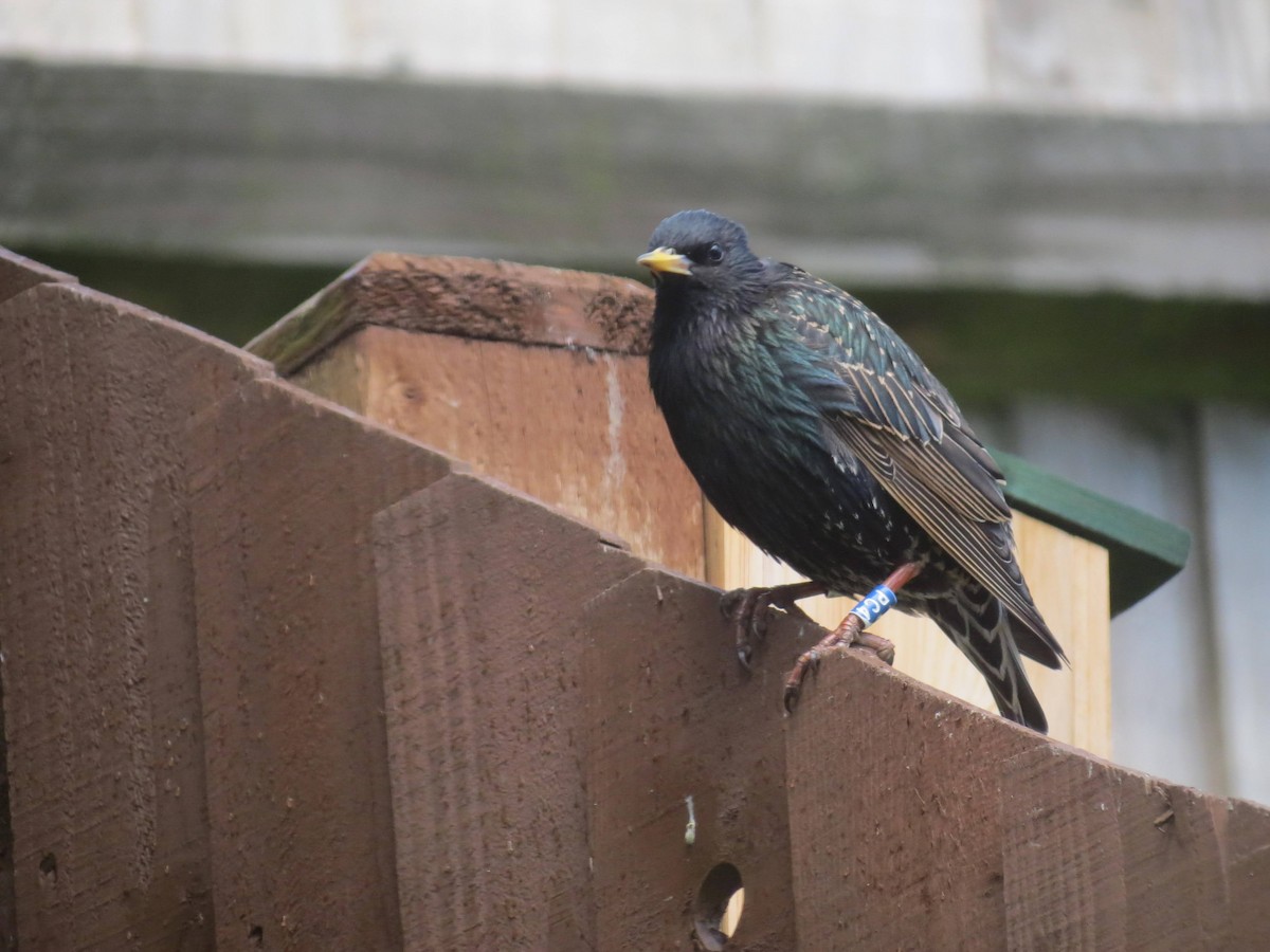 European Starling - ML310178361