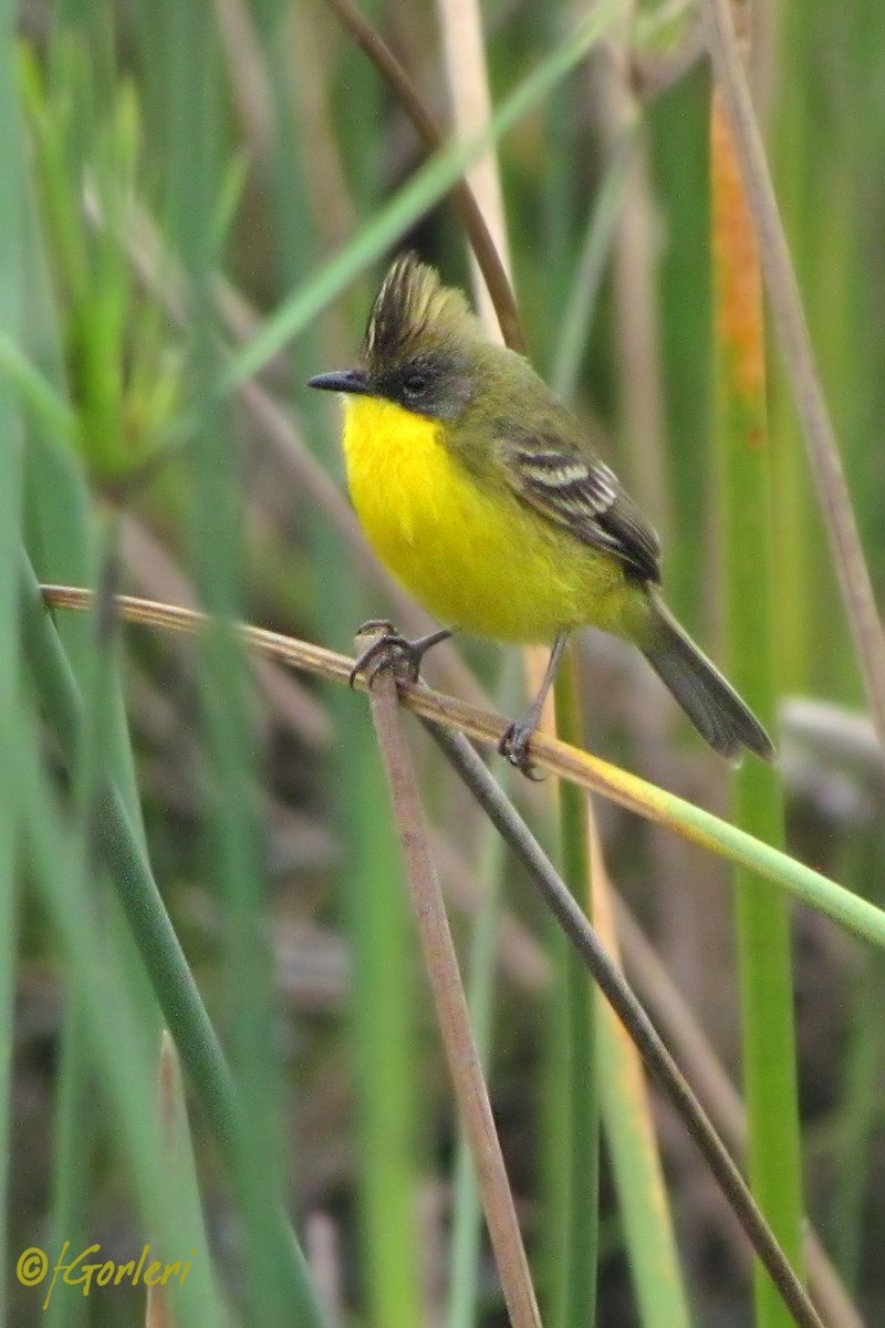 Crested Doradito - Fabricio C. Gorleri