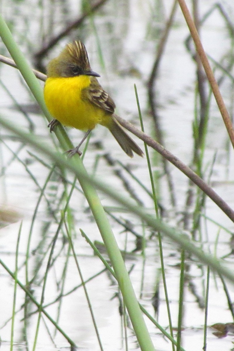 Crested Doradito - Fabricio C. Gorleri