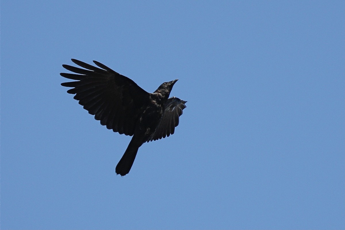 Fish Crow - ML310178911