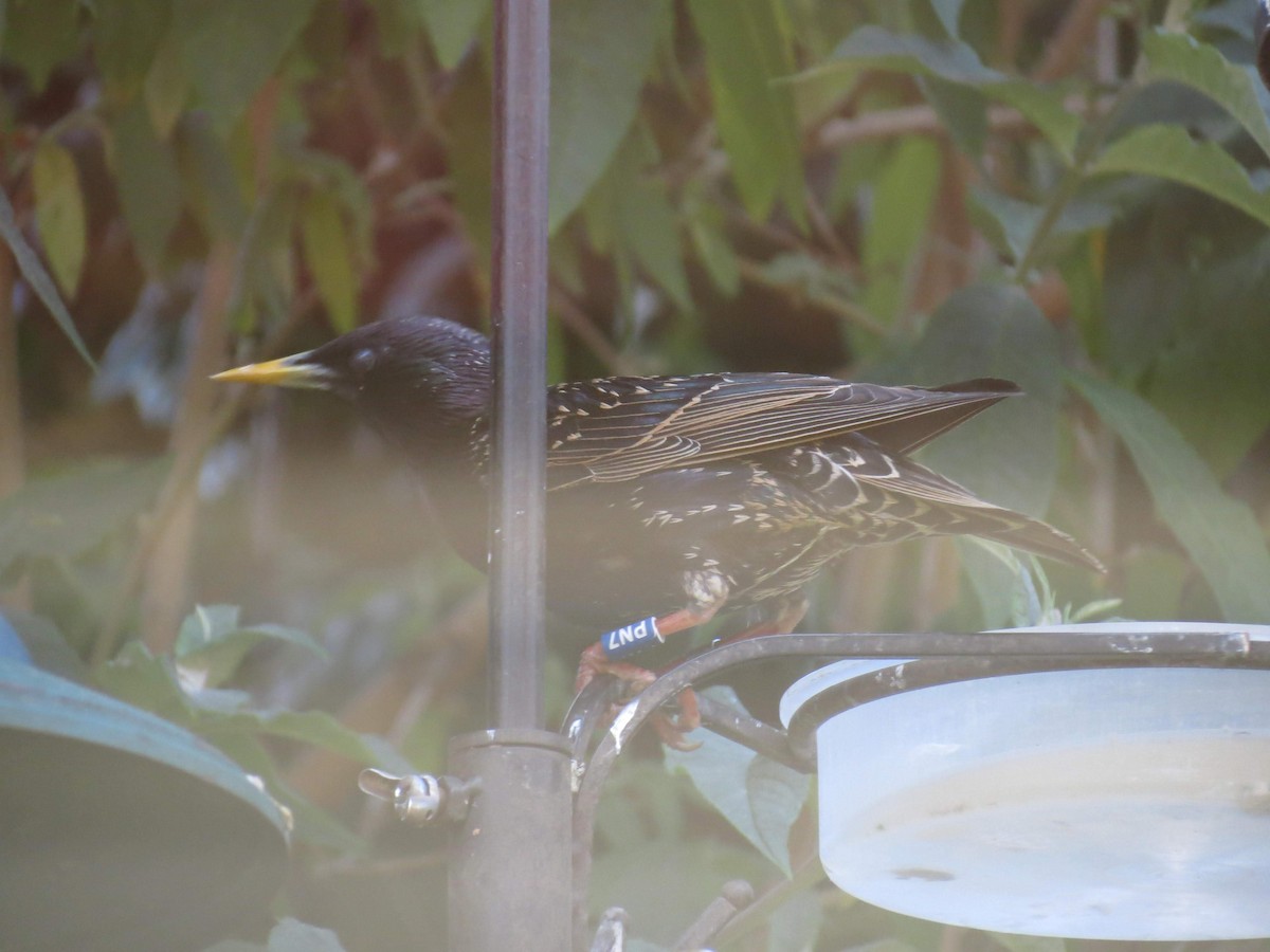 European Starling - ML310179171