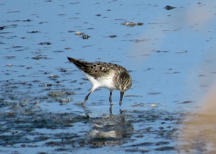 Semipalmated Sandpiper - Henry Detwiler