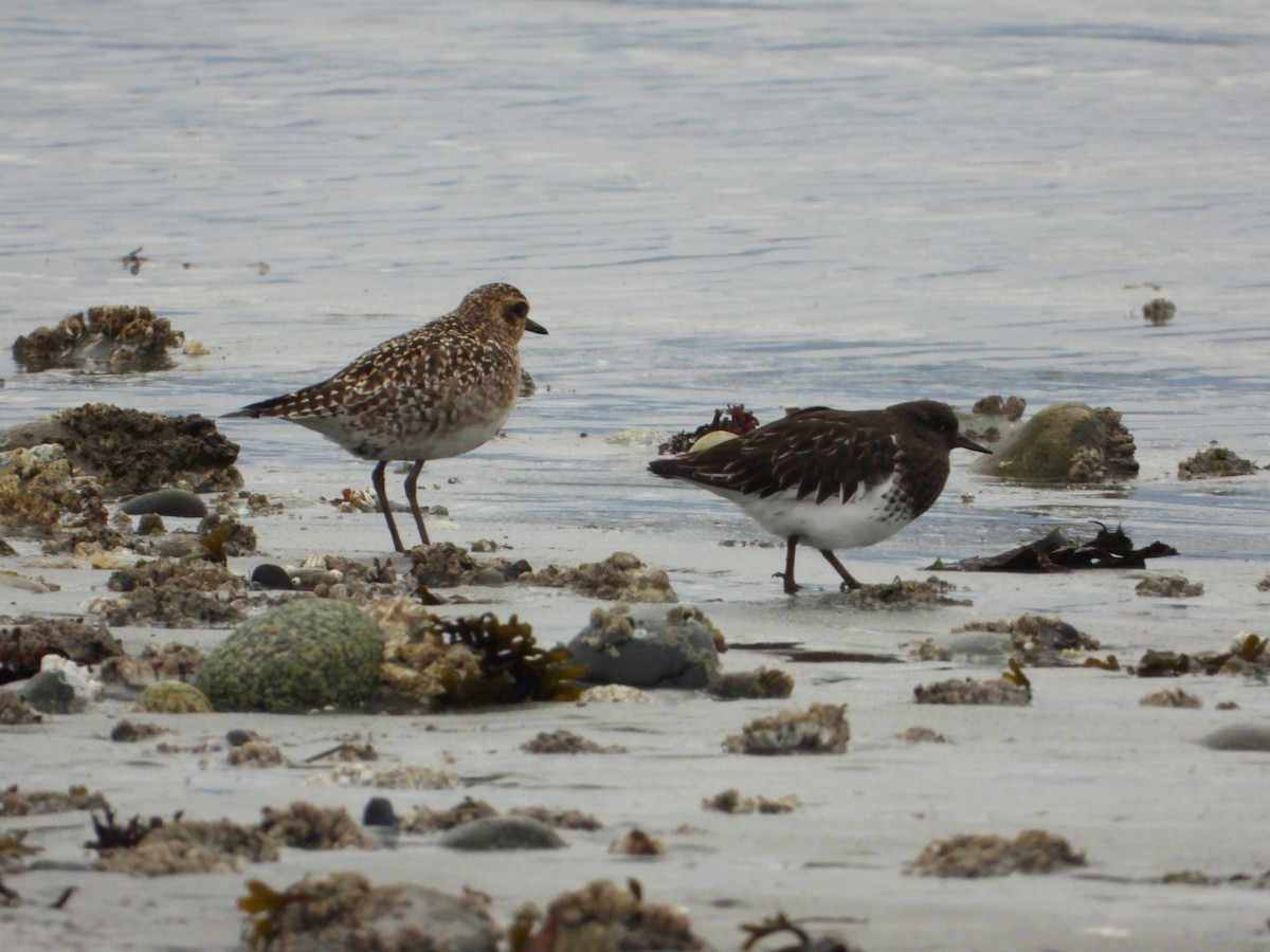 Black Turnstone - ML310180751