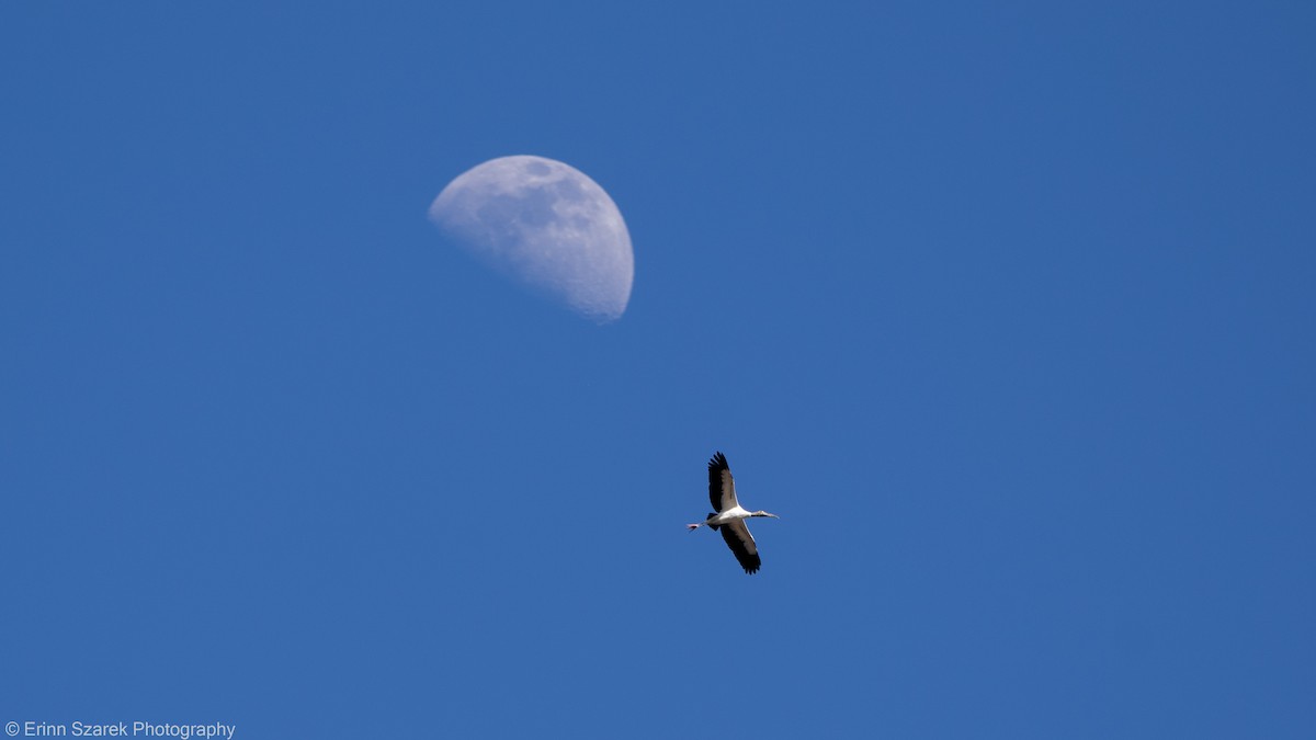 Wood Stork - ML310181121