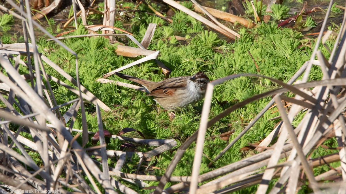Swamp Sparrow - ML310181741