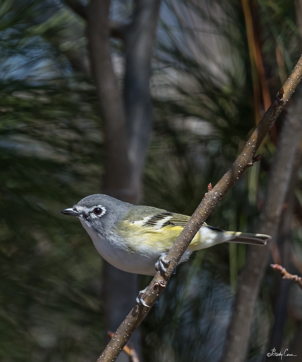 Blue-headed Vireo - Becky Cover