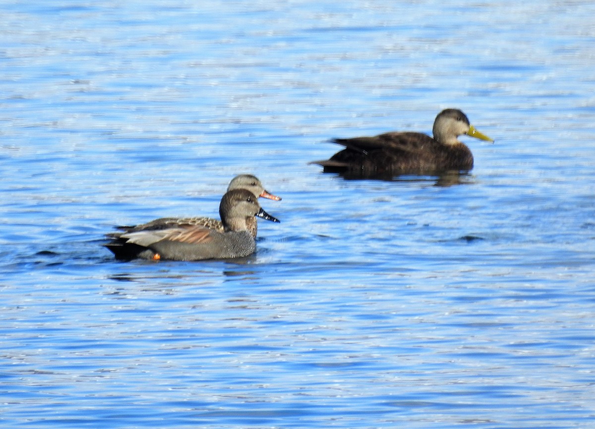 Gadwall - Teresa Schimizzi