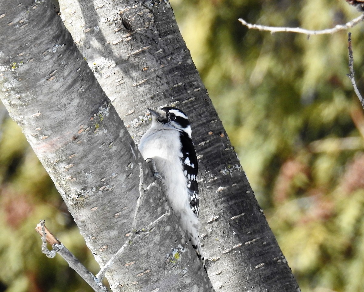 Downy Woodpecker - ML310184441