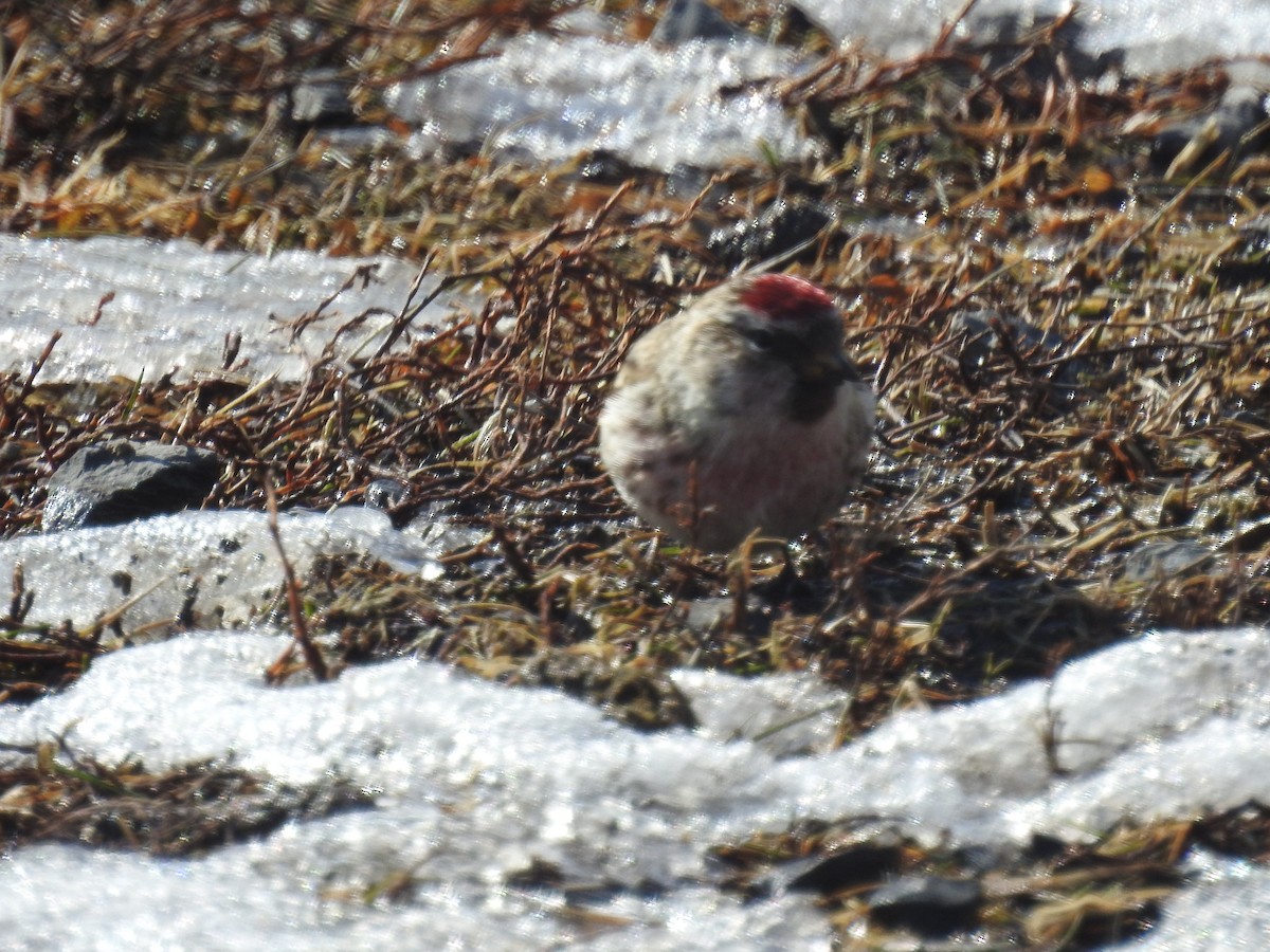 Common Redpoll - ML310184941