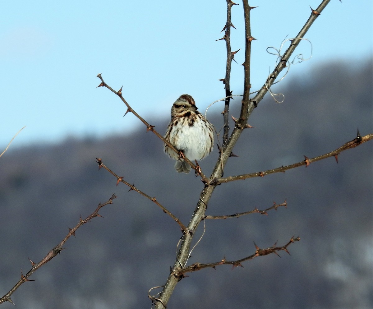 Song Sparrow - ML310185061