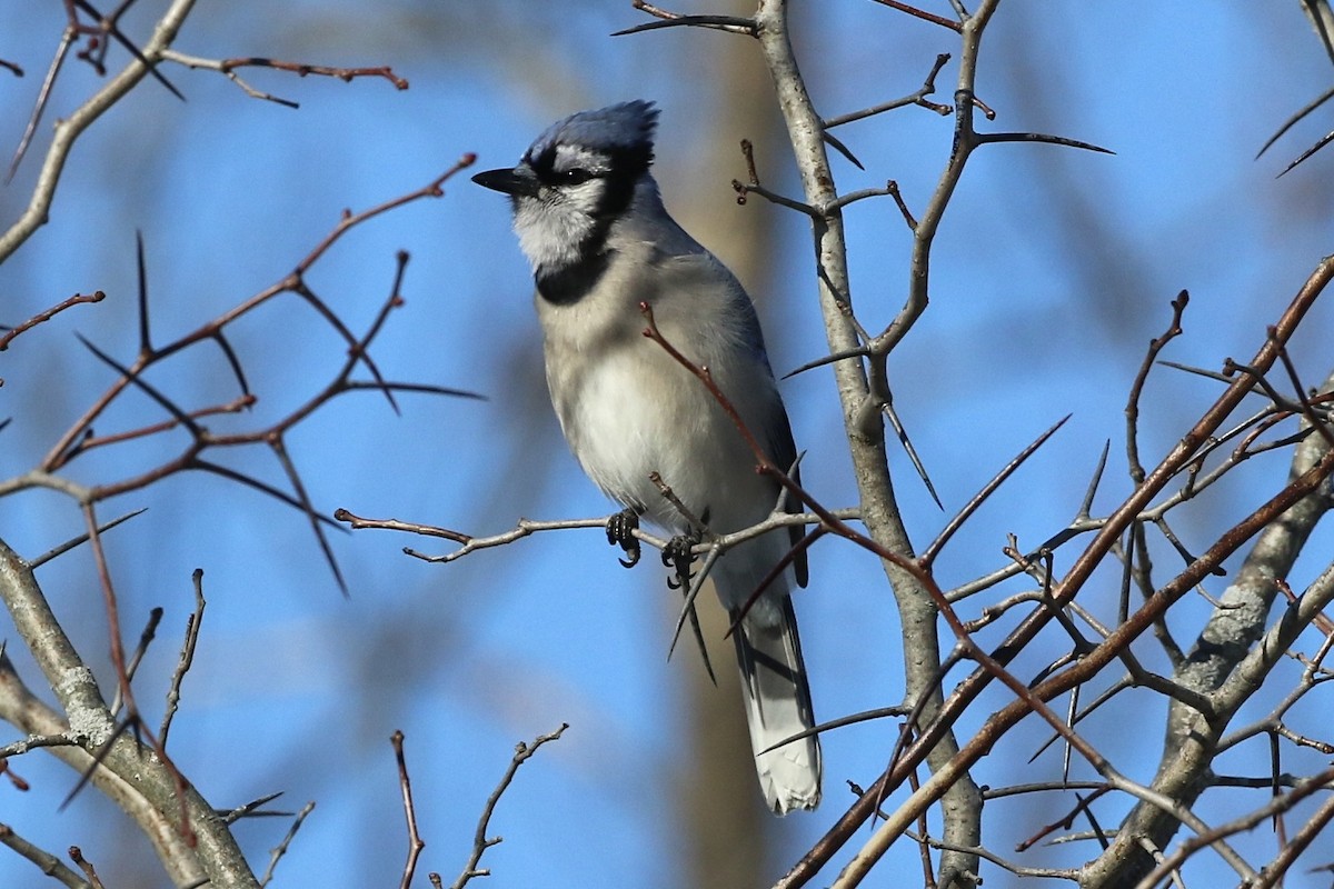 Blauhäher - ML310185071