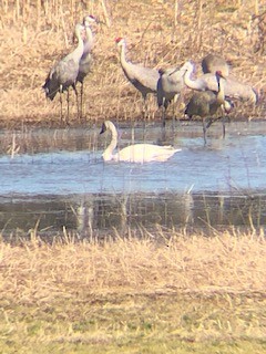 Tundra Swan - ML310185901