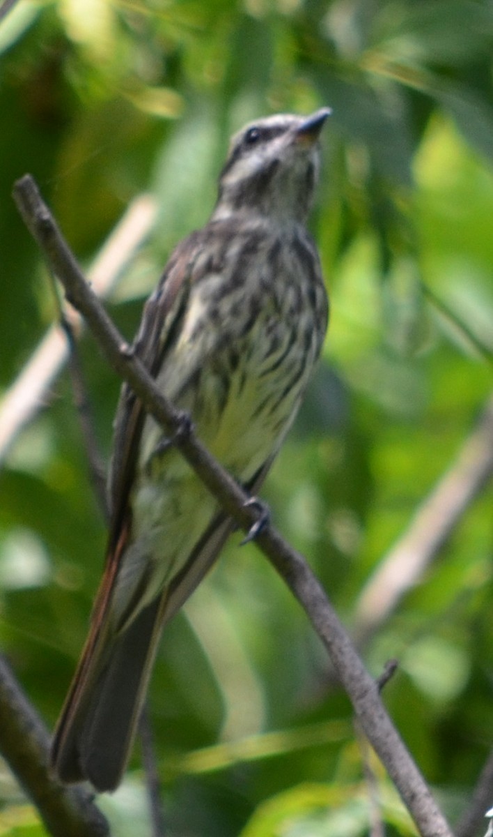 Variegated Flycatcher - ML310186251