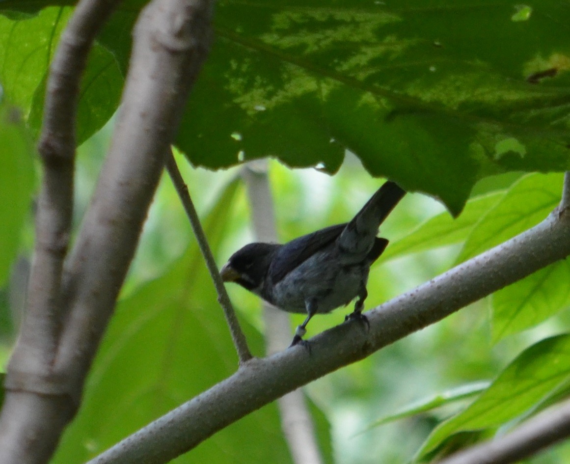 Double-collared Seedeater - Viviana Fuentes